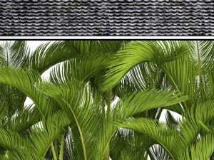 collection plants dypsis lutescens Modèle 3D