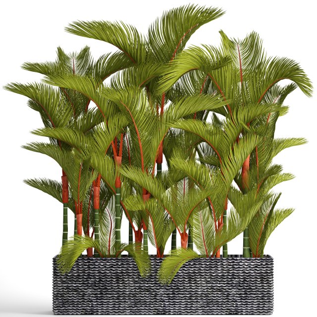 collection plants cyrtostachys renda 3D Model .c4d .max .obj .3ds .fbx .stl .blend 