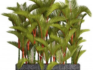 collection plants cyrtostachys renda 3D Model