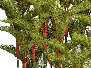 collection plants cyrtostachys renda 3D Model