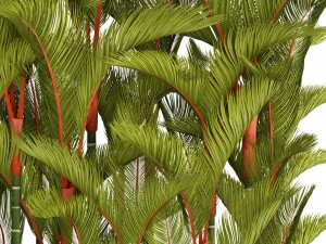 collection plants cyrtostachys renda 3D Model