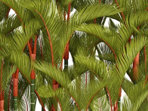 collection plants cyrtostachys renda 3D Model