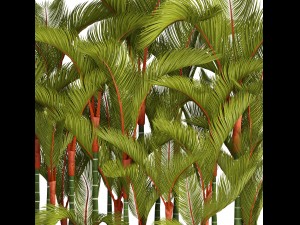 collection plants cyrtostachys renda 3D Model