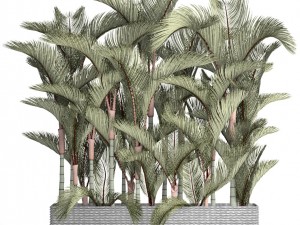 collection plants cyrtostachys renda 3D Model