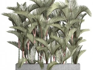 collection plants cyrtostachys renda 3D Model