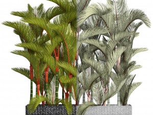 collection plants cyrtostachys renda 3D Model