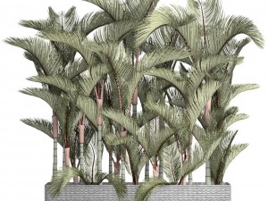 collection plants cyrtostachys renda 3D Model