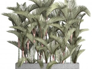collection plants cyrtostachys renda 3D Model
