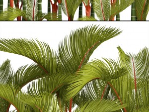collection plants cyrtostachys renda 3D Model