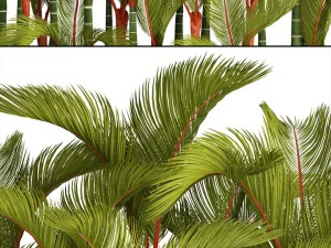 collection plants cyrtostachys renda 3D Model