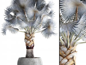 bismarckia nobilis 3D Model