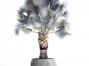 bismarckia nobilis 3D Модель