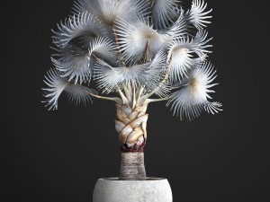 bismarckia nobilis 3D Модель