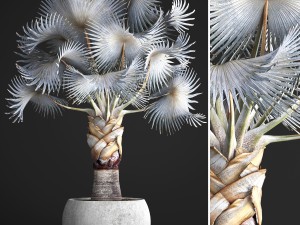 bismarckia nobilis 3D Модель