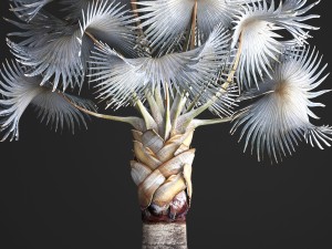bismarckia nobilis 3D Модель