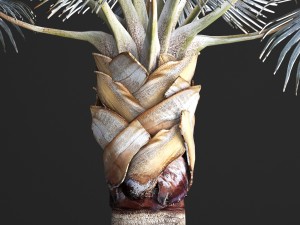 bismarckia nobilis 3D Модель