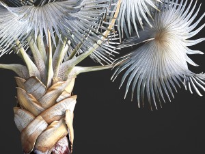 bismarckia nobilis 3D Модель