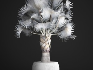 bismarckia nobilis 3D Модель