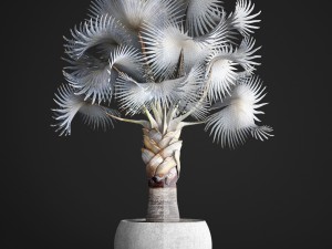 bismarckia nobilis 3D Модель