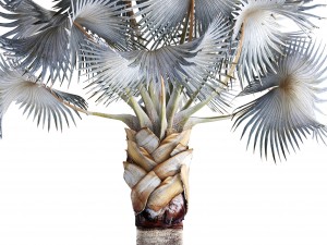 bismarckia nobilis 3D Модель