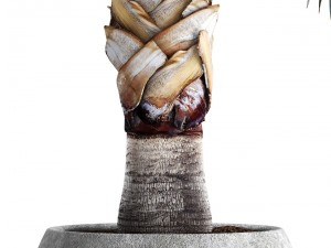 bismarckia nobilis 3D Модель