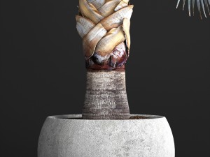 bismarckia nobilis 3D Модель