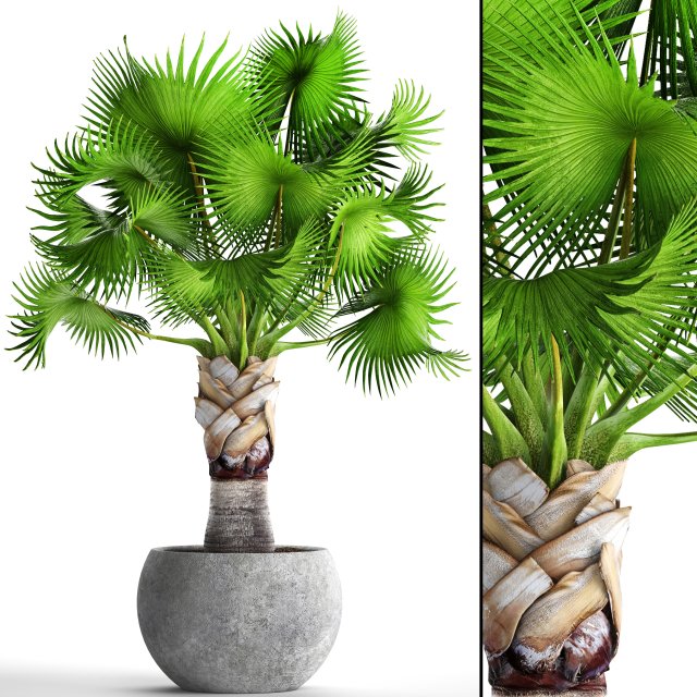 bismarckia nobilis 3D Модель .c4d .max .obj .3ds .fbx .stl .blend 