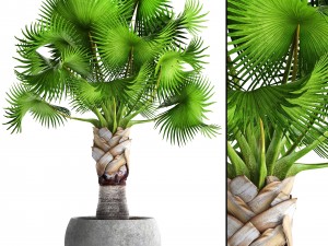 bismarckia nobilis 3D Model
