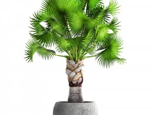 bismarckia nobilis 3D Model