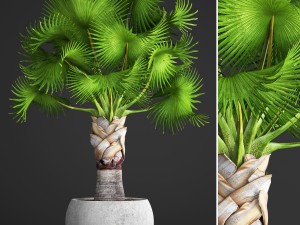bismarckia nobilis 3D Модель