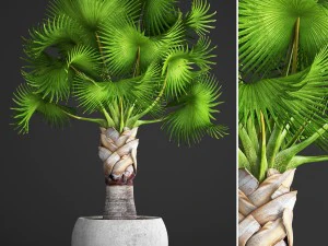 bismarckia nobilis 3D Model