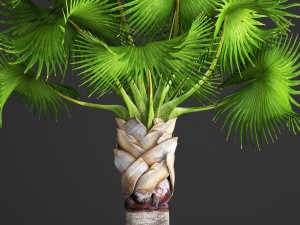 bismarckia nobilis 3D Модель