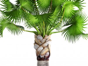 bismarckia nobilis 3D Модель