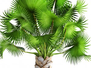 bismarckia nobilis 3D Модель