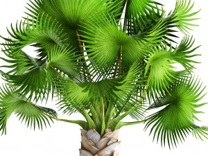 bismarckia nobilis 3D Model