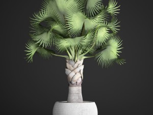 bismarckia nobilis 3D Модель