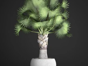 bismarckia nobilis 3D Model