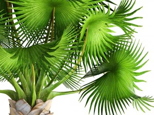 bismarckia nobilis 3D Model