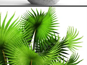 bismarckia nobilis 3D Model