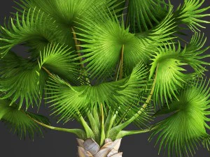 bismarckia nobilis 3D Model