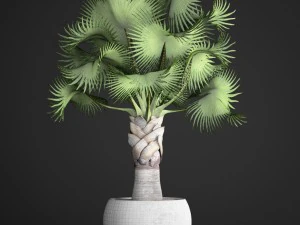 bismarckia nobilis 3D Model