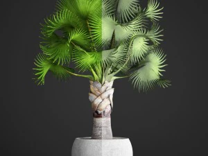 bismarckia nobilis 3D Model