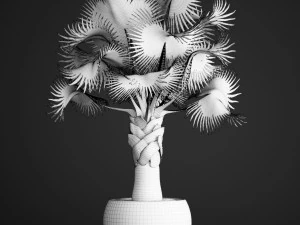 bismarckia nobilis 3D Model