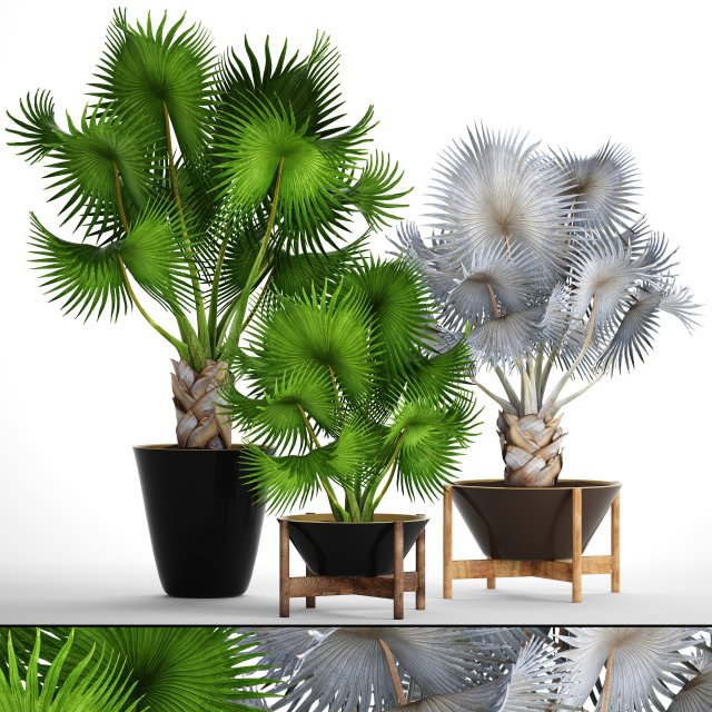 collection palms bismarckia nobilis 3D Model .c4d .max .obj .3ds .fbx .stl .blend 