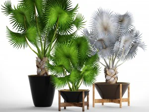 cole&ccedil;&atilde;o de palmeiras bismarckia nobilis Modelo 3D