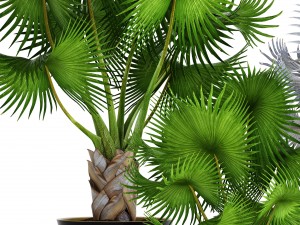 collection palms bismarckia nobilis 3D Model