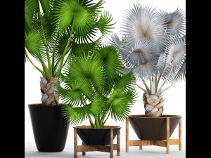 collection palms bismarckia nobilis 3D Model