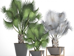 collection palms bismarckia nobilis 3D Model