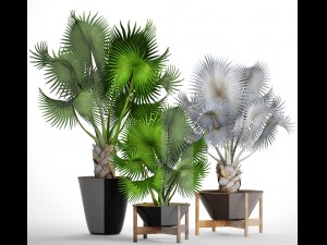 collection palms bismarckia nobilis 3D Model