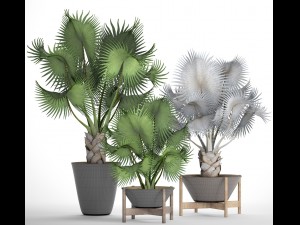 collection palms bismarckia nobilis 3D Model